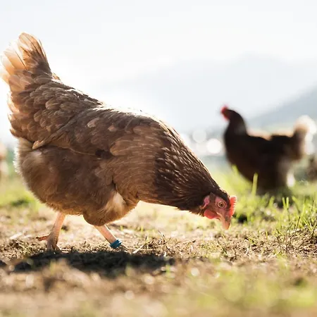 Hell Hof Daire İnnsbruck