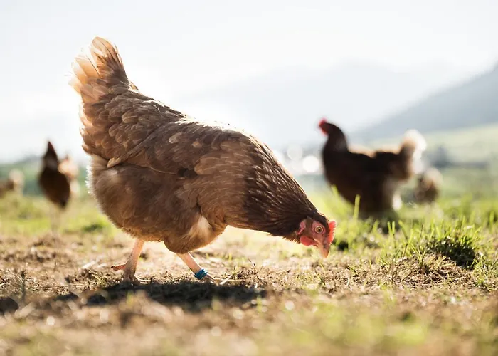 Hell Hof Lägenhet Innsbruck